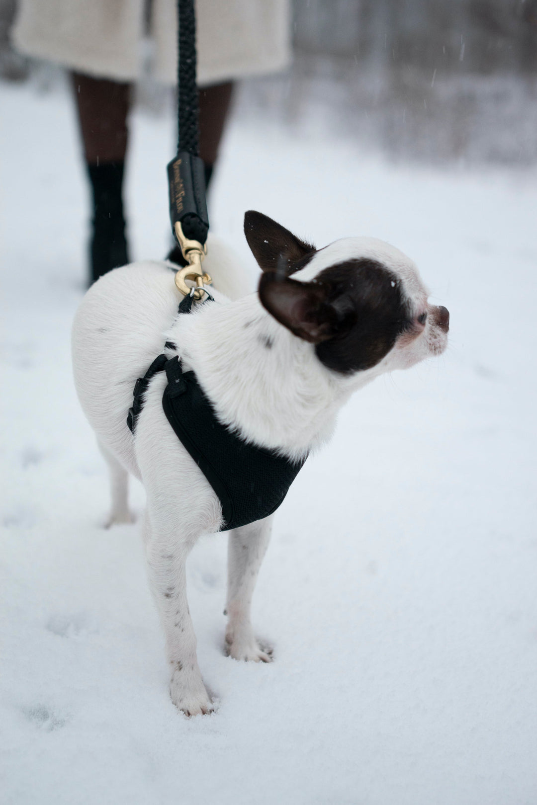 Bundle Shearling Fur Grip + Rope Leash for Dogs